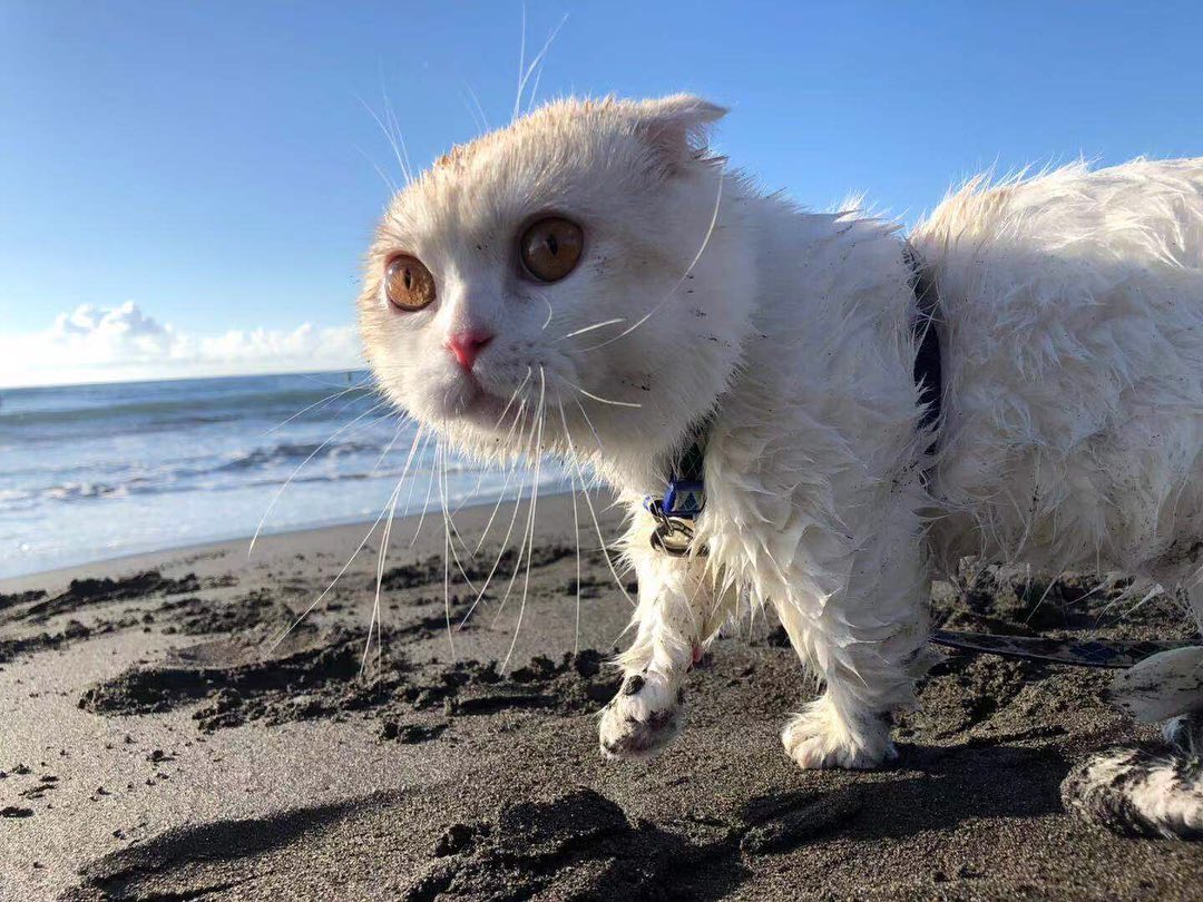 แมวไปทะเล