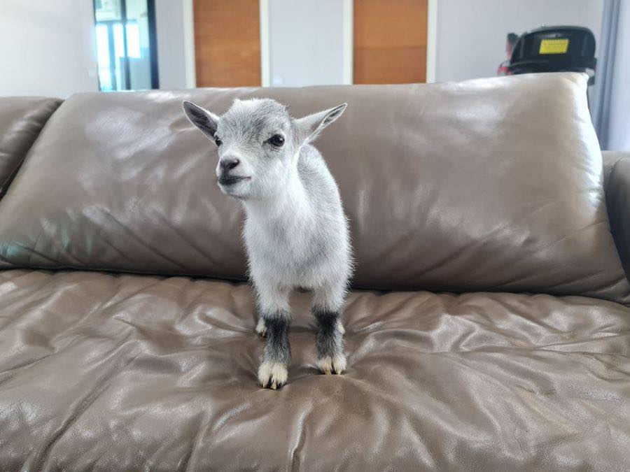 แพะแคระมินิปิ๊กมี่