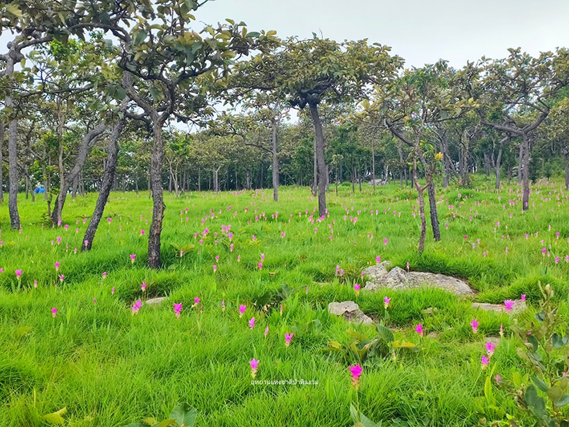 ทุ่งดอกกระเจียว 2568 อุทยานแห่งชาติป่าหินงาม 
