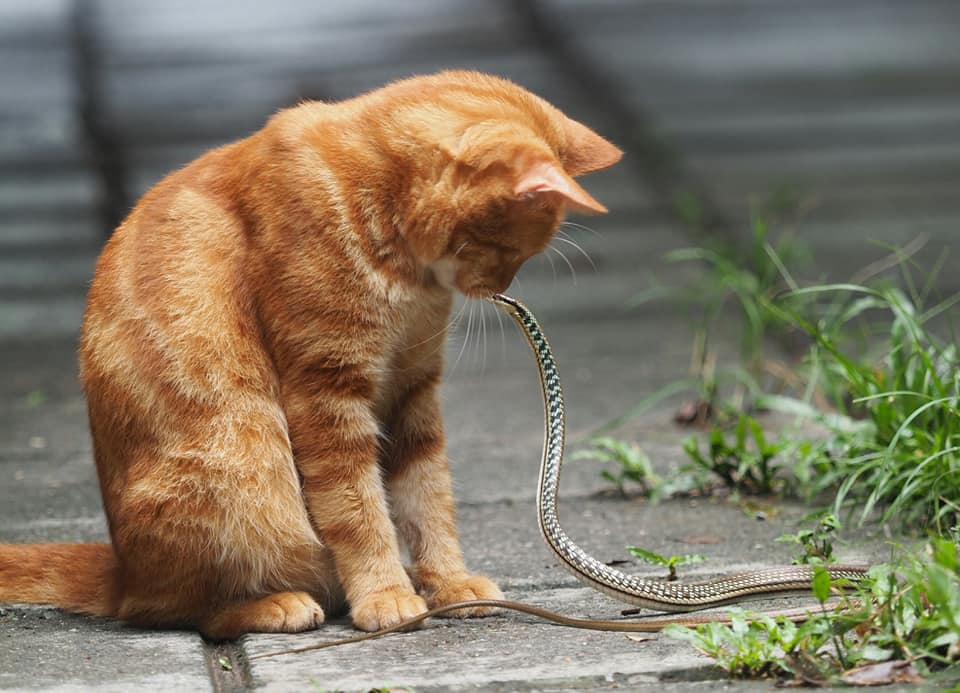 แมวหมู่