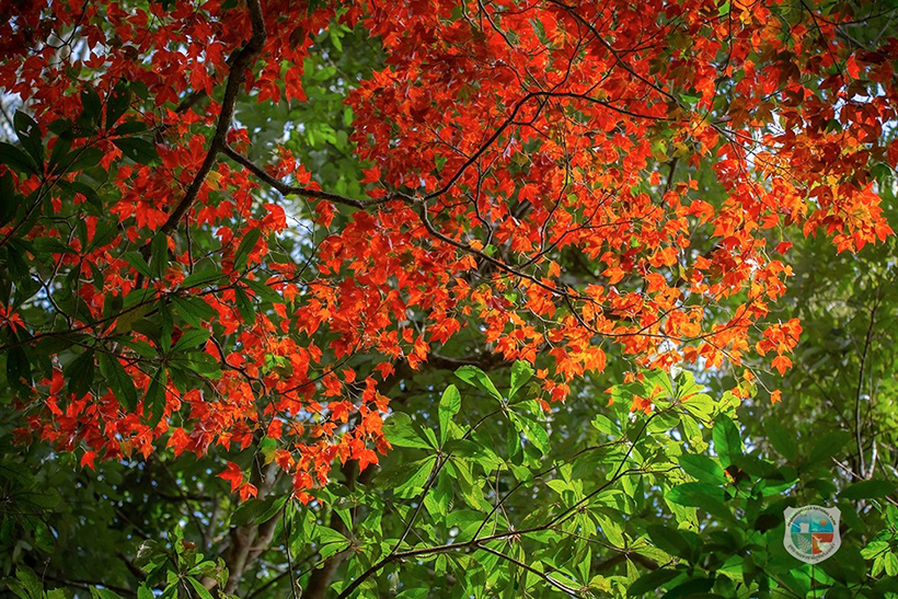 ใบเมเปิล ก่วมแดง 2568/2569 อุทยานแห่งชาติภูหินร่องกล้า