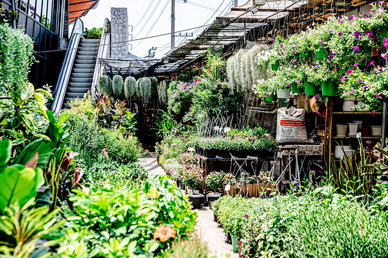 ร้ายขายต้นไม้ใหญ่ ตลาดต้นไม้สวนจตุจักร