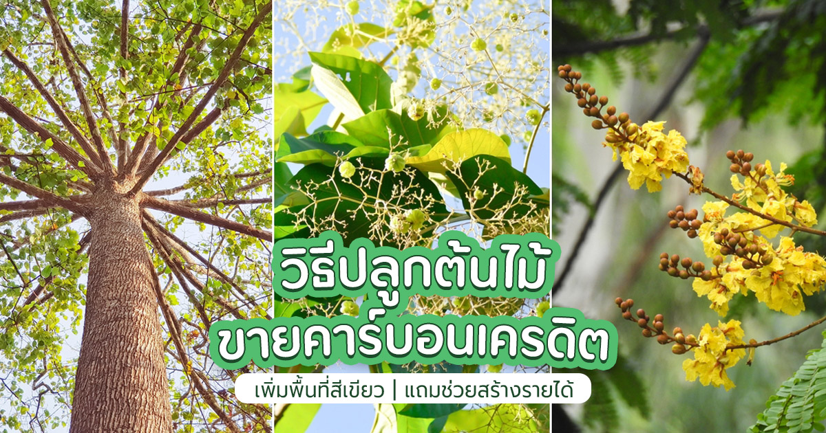 ความคิดเห็น วิธีปลูกต้นไม้ขายคาร์บอนเครดิต เพิ่มพื้นที่สีเขียว แถมช่วย