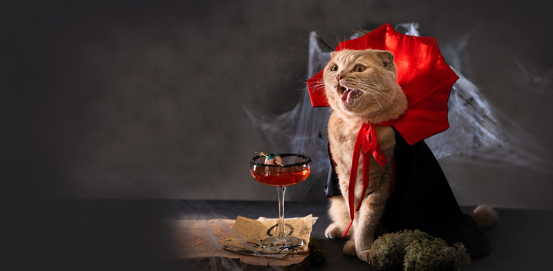 แมว ฮาโลวีน