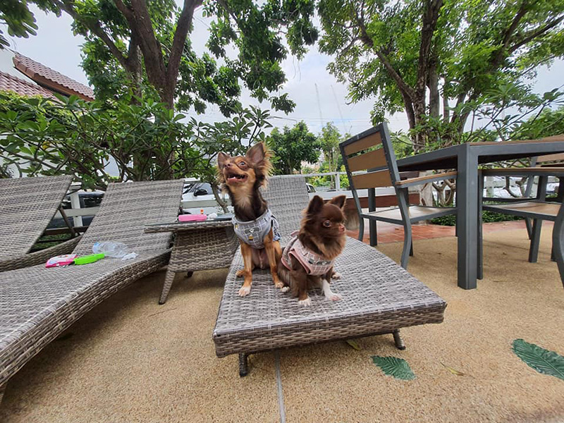 โรงแรม Pet Friendly