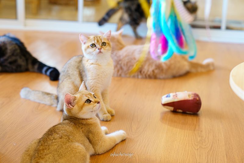 Purr Cafe Nakhonpathom