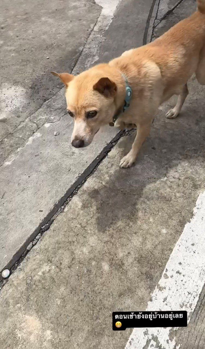 คุณชายถั่ว หมาอั้ม พัชราภา