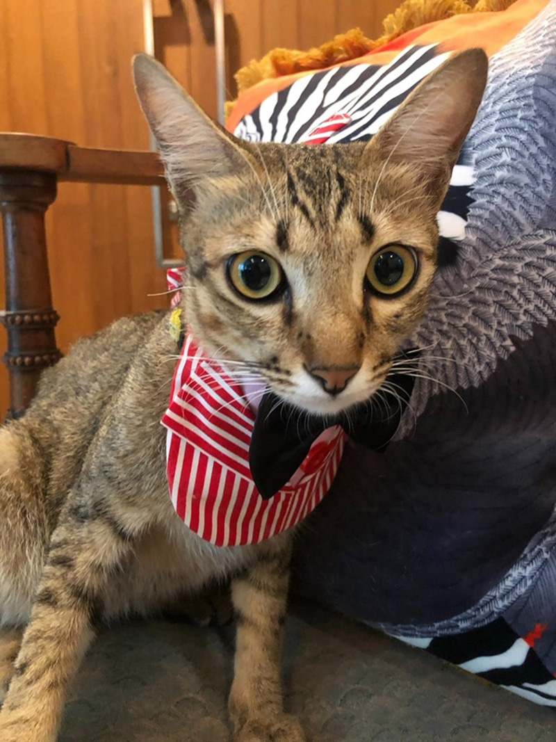 เพจแมวโรงพัก