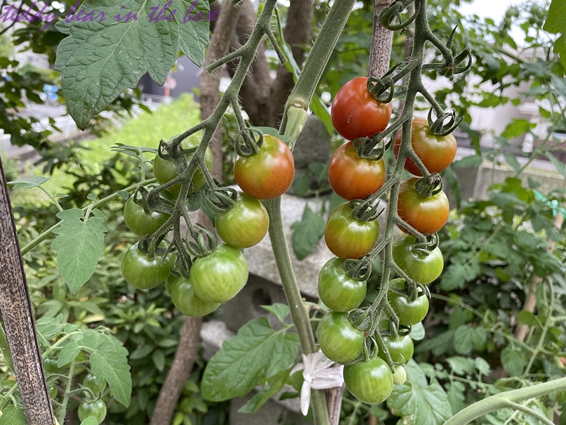 มะเขือเทศไส้บ๊วย