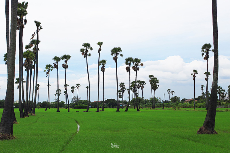 จุดชมวิวดงตาลสามโคก