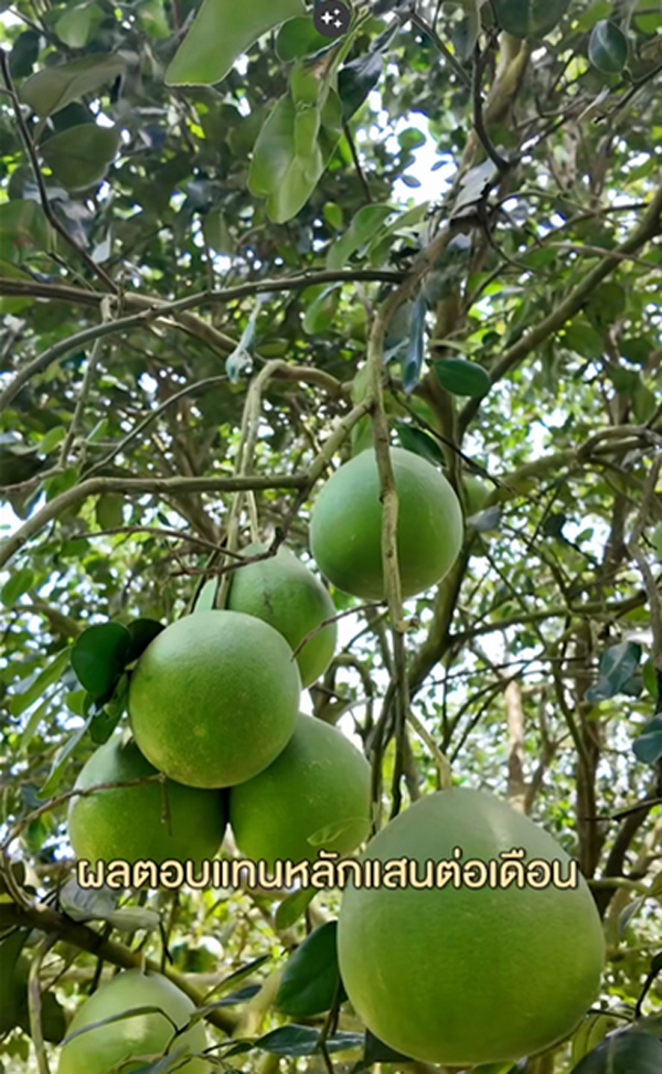 เจมส์ เรืองศักดิ์ ประกาศขายสวน