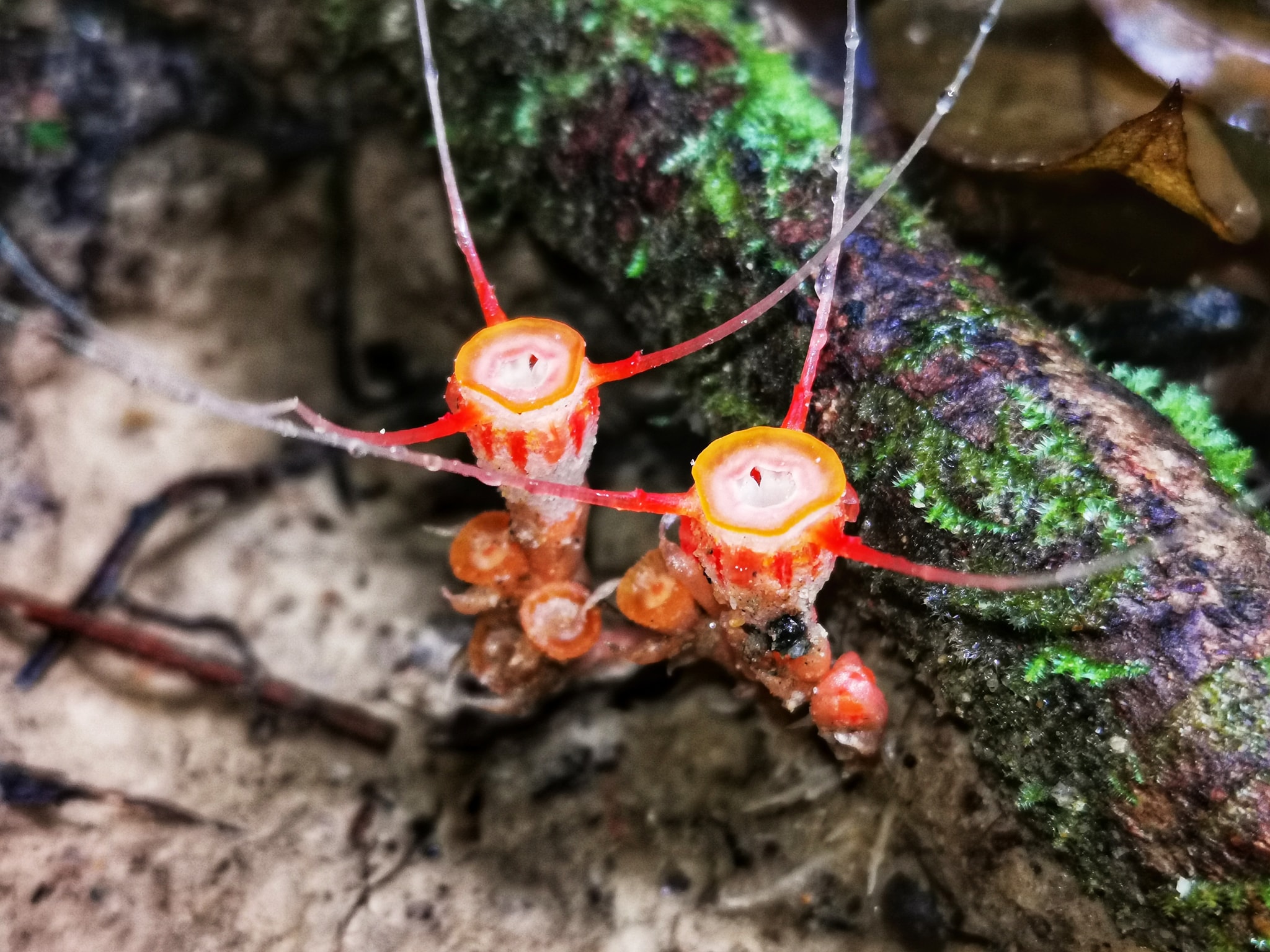 Kemerovodagi straponeslar jinsiy aloqa