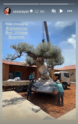 ญาญ่า อุรัสยา ซื้อต้นมะกอกปลูกที่บ้านเขาใหญ่