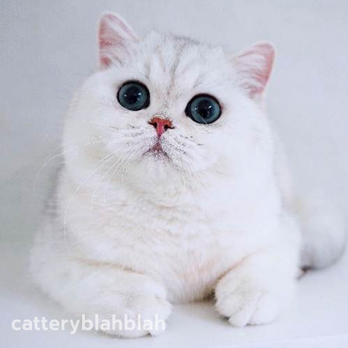 บริติช ชอร์ตแฮร์