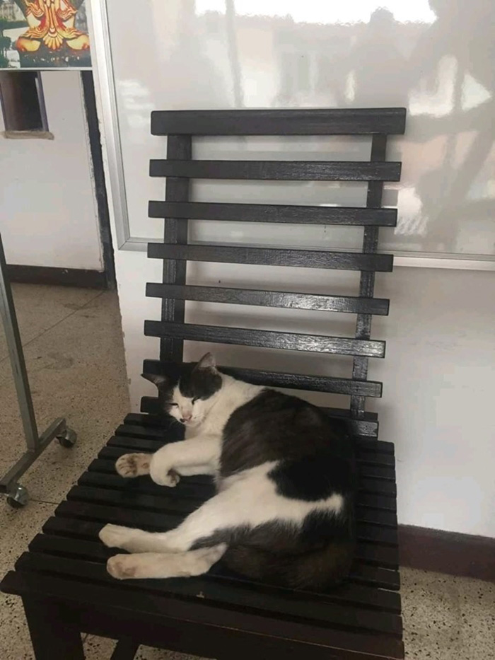 เพจแมวโรงพัก