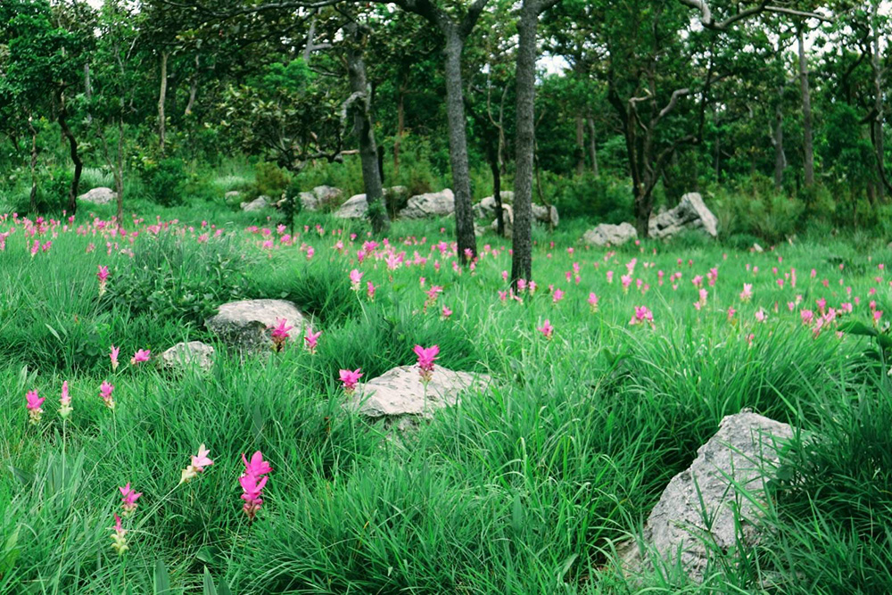 ทุ่งดอกกระเจียว 2566