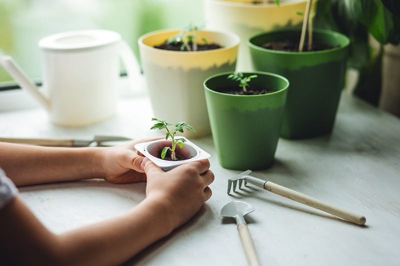 มะเขือเทศ