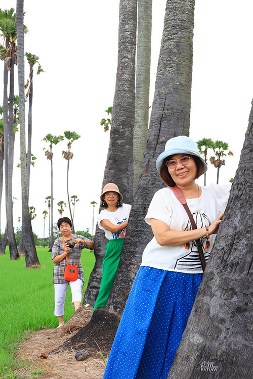 จุดชมวิวดงตาลสามโคก