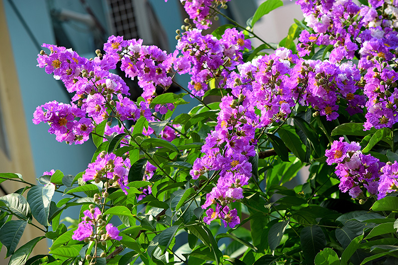 ต้นไม้ดอกสีม่วง ต้นม่วงส่าหรี