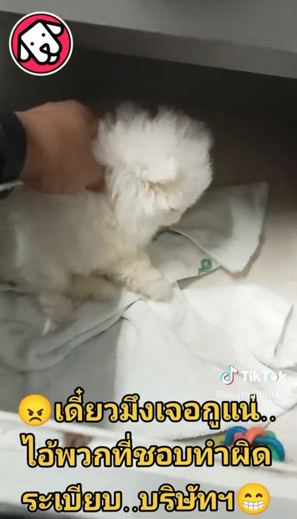 หนุ่มทรงโหด แฉคนทำผิดกฎ แอบเอาหมามาเลี้ยงที่ทำงาน 