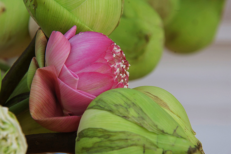 ขอขมากรรมวัดสุทัศน์ฯ ทำยังไง