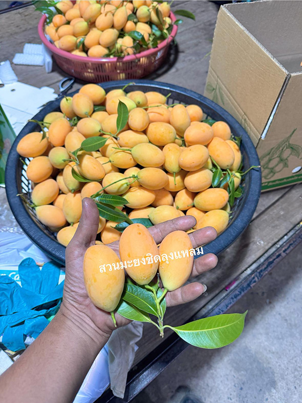 สวนมะยงชิดลุงแหลมป้าชุลี สวนมะยงชิด 2569