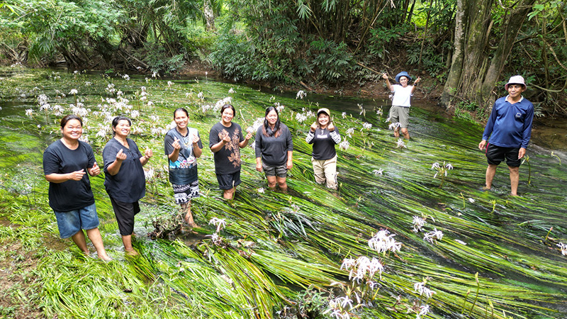 พลับพลึงธาร ราชินีแห่งสายน้ำ พังงา