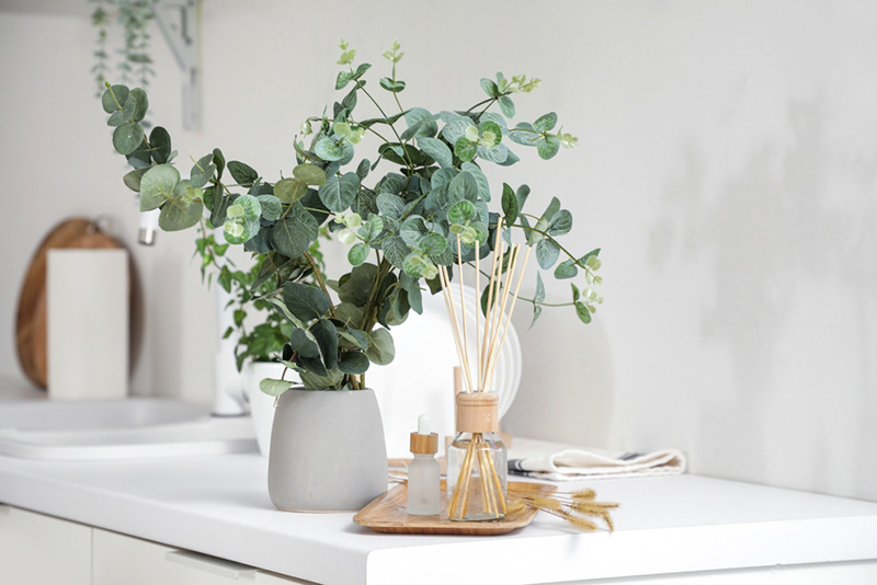 ยูคาลิปตัส ต้นไม้มงคลปลูกในบ้าน