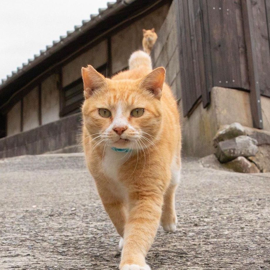 แมวจรญี่ปุ่น