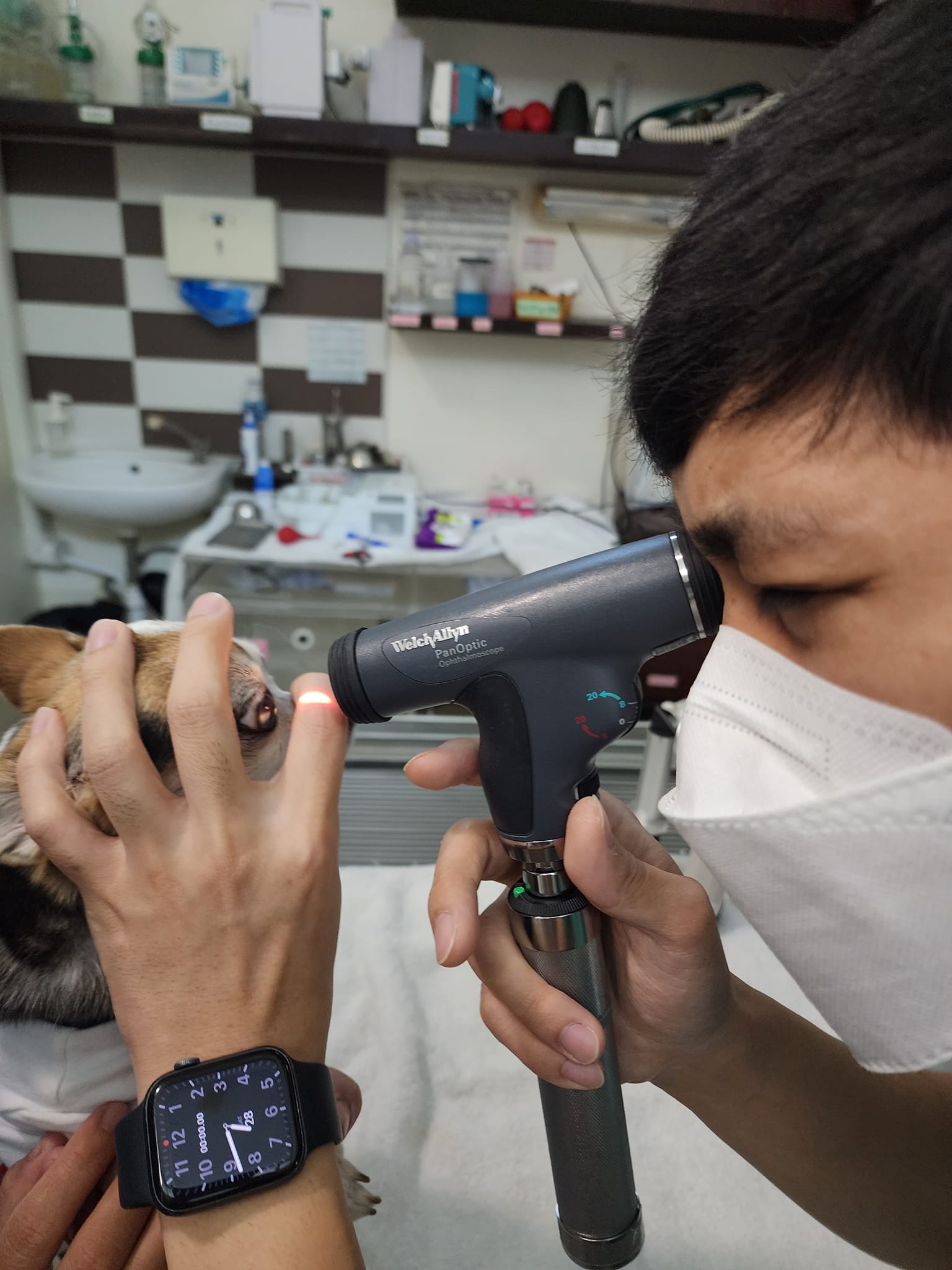 ตรวจสขุภาพตาสุนัข