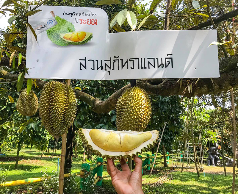 สวนทุเรียนบุฟเฟ่ต์ 2564