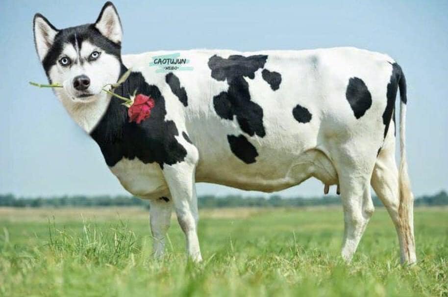 ไซบีเรียน ฮัสกี้