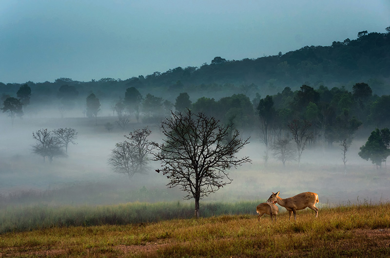 ทุ่งกระมัง 2569 เปิดการท่องเที่ยว