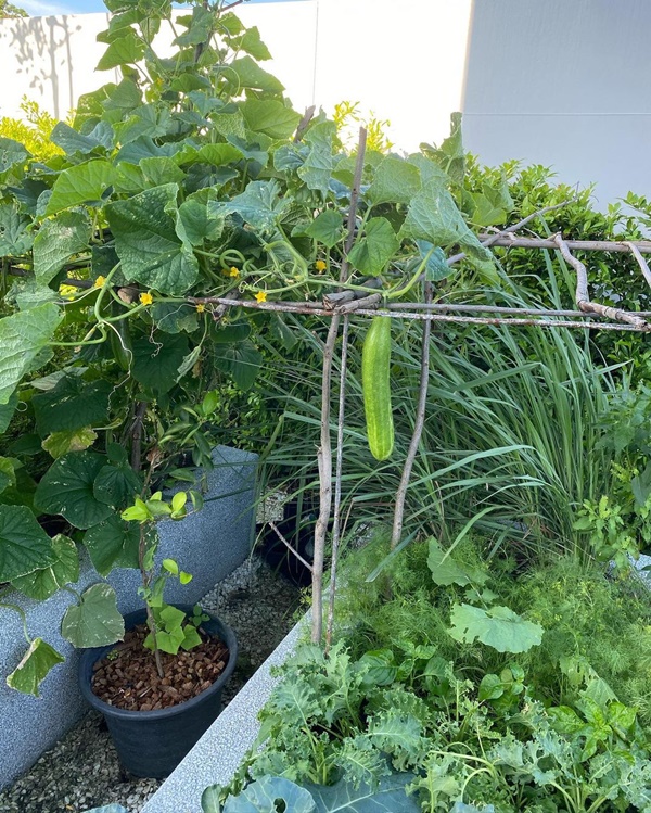 บ้านหมอเจี๊ยบ ลลนา