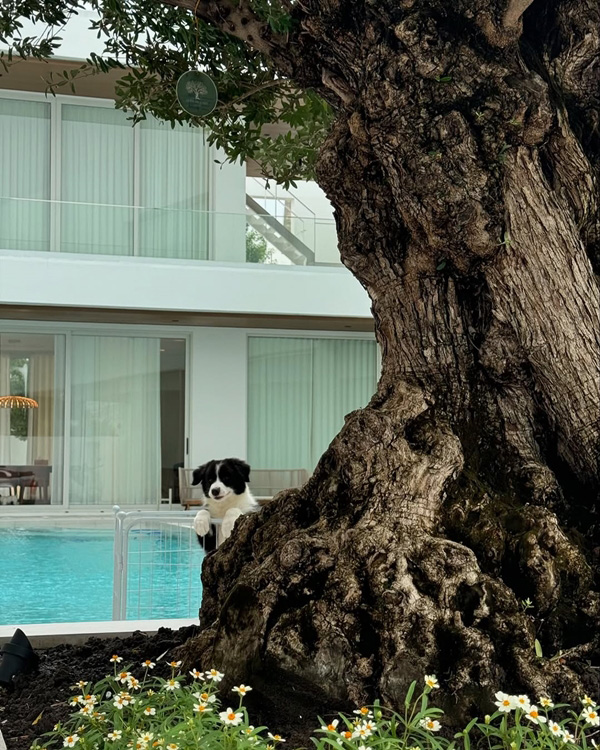 หมา ของ เจมส์ จิรายุ