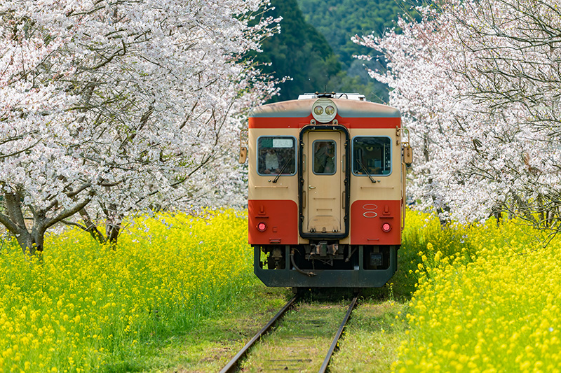 รถไฟสายท้องถิ่น Isumi Railway ที่เที่ยวชิบะ ญี่ปุ่น