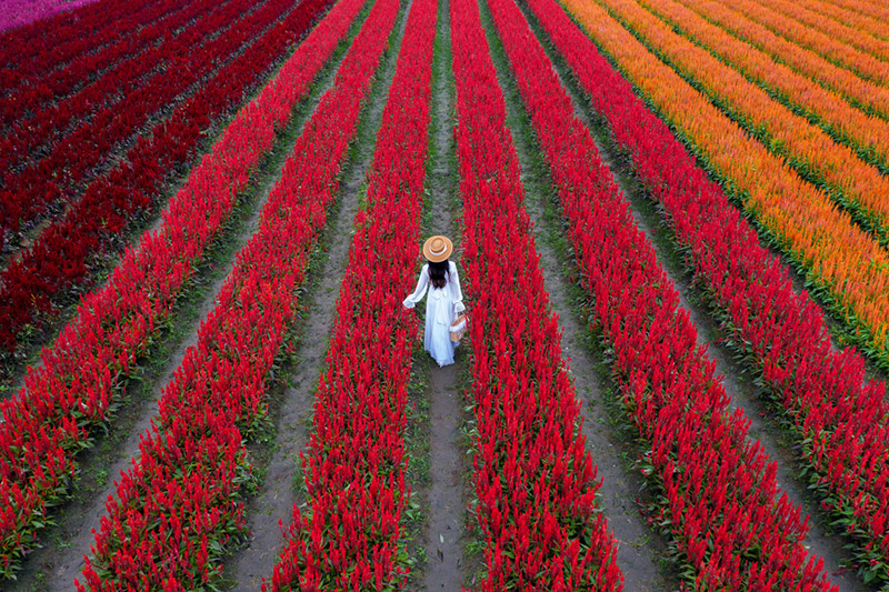 ทุ่งดอกไม้สีแดง เชียงใหม่