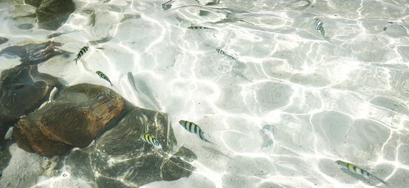 เกาะไข่นอก พังงา