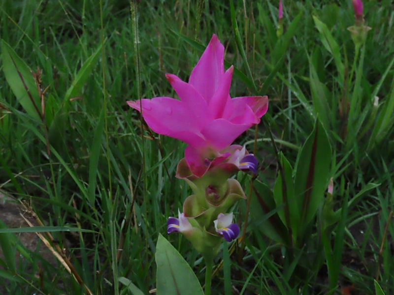 ดอกกระเจียว