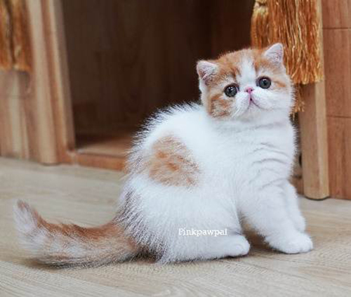 เอ็กโซติก