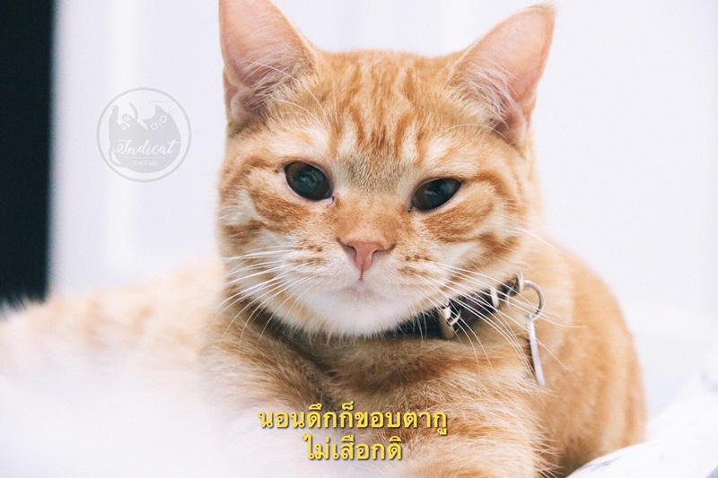 Meme แมว