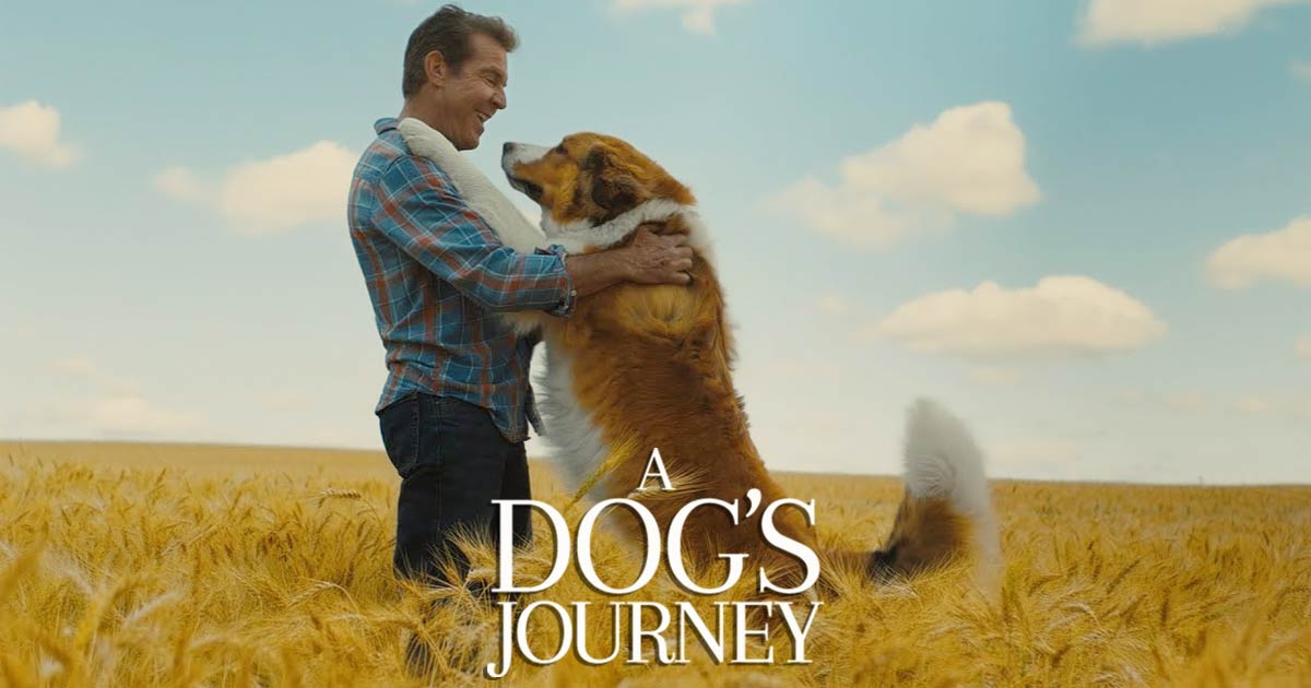 a dog  s journey ดู หนัง ออนไลน์ king arthur 2004