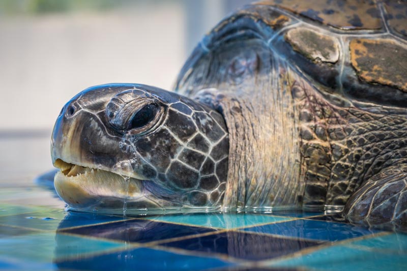 คุณปู่เต่าตนุ