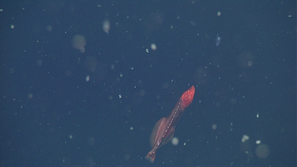 ปลาเวลฟิช