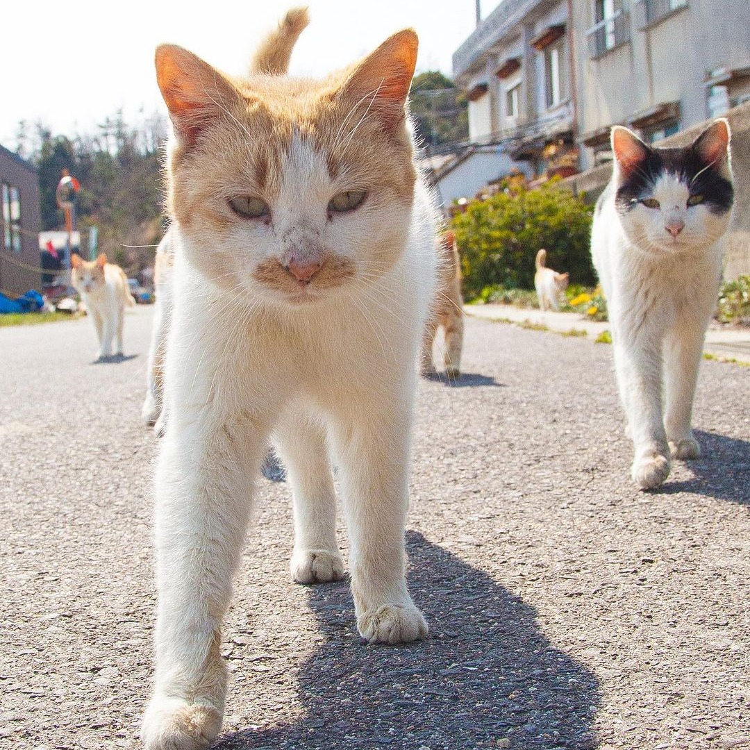 แมวจรญี่ปุ่น