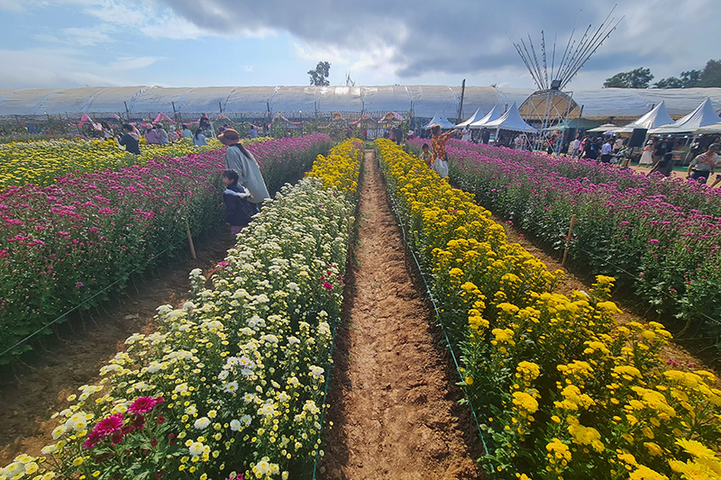 งานเบญจมาศบานในม่านหมอก 2569