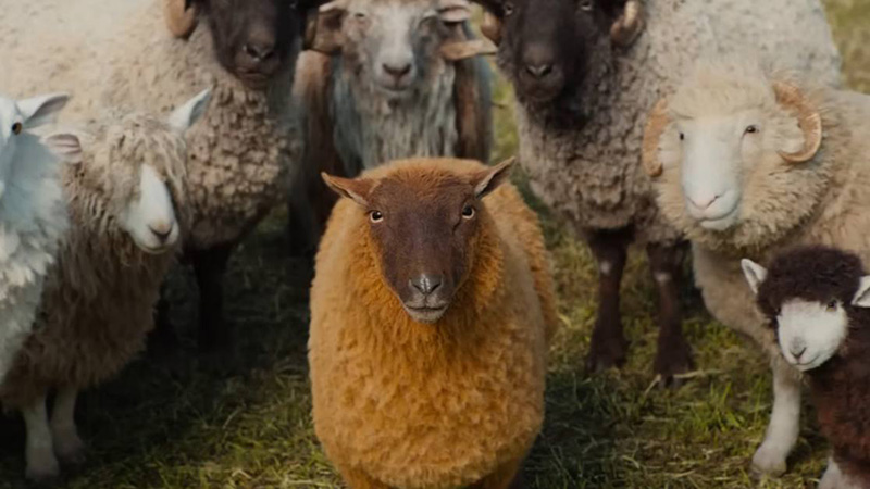 The Sheep Detectives แก๊งแกะรอยยอดนักสืบ หนังใหม่พฤษภาคม 2569 หนังใหม่ 2026 ภาพตัวอย่าง