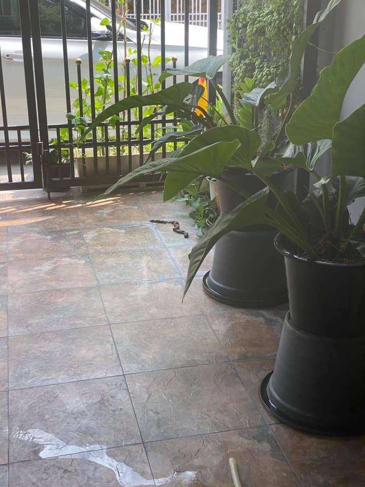 งูเข้าบ้าน