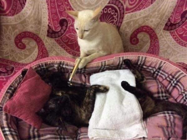 ทำงานบ้าน