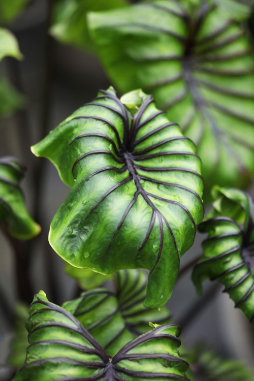 Colocasia Pharaoh's Mask